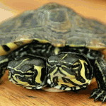 two-headed_turtle-large